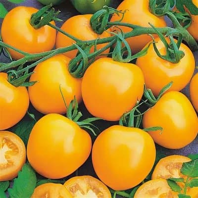 Томат желтый