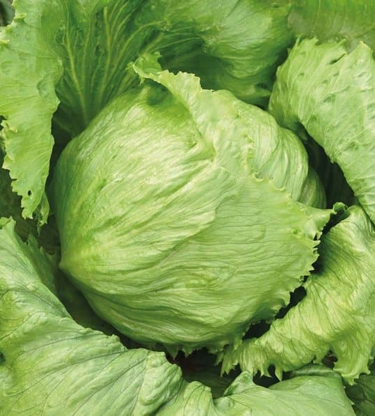 Салат айсберг